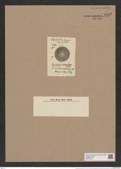 Coscinodiscus diversus Grun. (de-Toni-Nr.: Genus 202, Species 4961) Zeichnungen Sammlung Grunow Nr. 8552 (NHMW-BOT-W0378191)